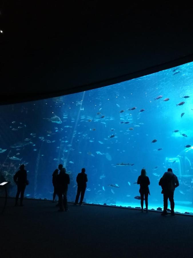 Las Canteras Aquarium Las Palmas de Gran Canaria Exterior foto